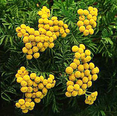 Tansy Blue Essential Oil 